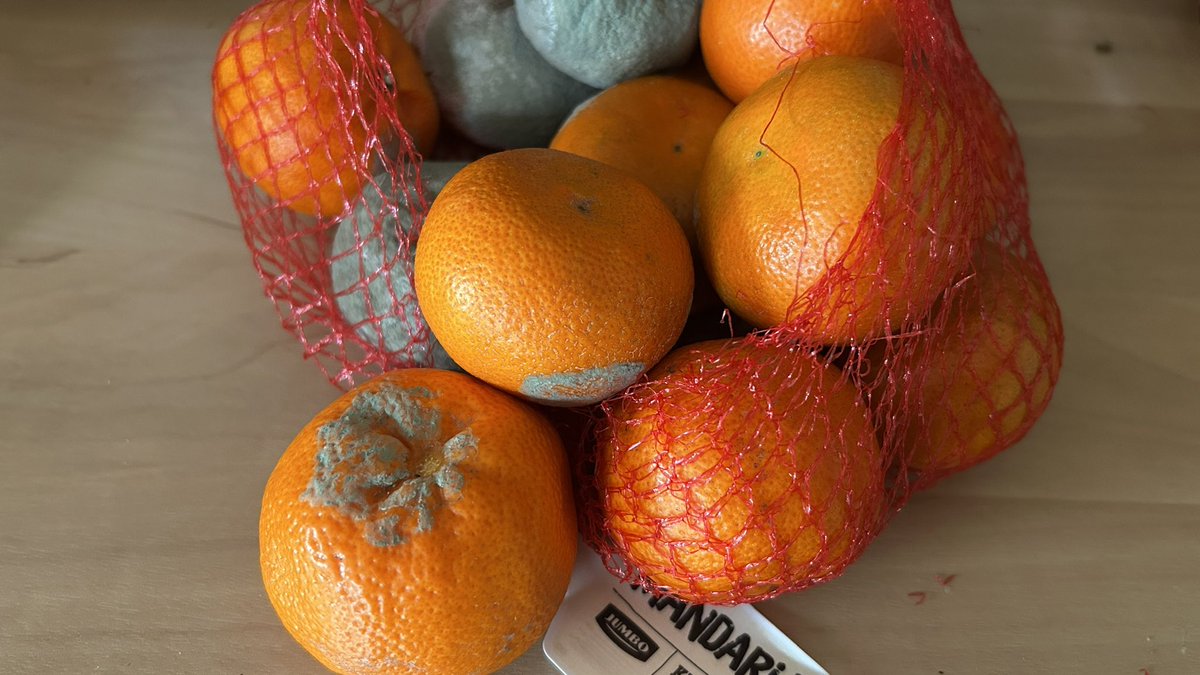 🐛 JacquelineHoogvliet 🐞 tweet media