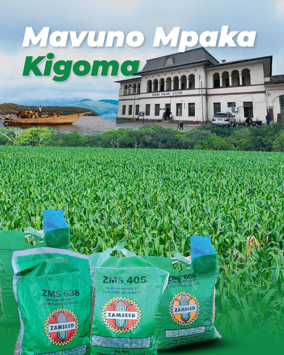 ZamseedTZ's tweet photo. Kigoma Zamseed Imefika! 

Mbegu bora za mahindi za Zamseed zinazofaa Kigoma ni ZMS 405, ZMS 520, ZMS 606, ZMS 638.

Tembelea mawakala na maduka ya pembejeo za kilimo yaliyo karibu nawe.

#zamseedtanzania #pureseed #goodseed https://t.co/Yg9K5Wtf6W