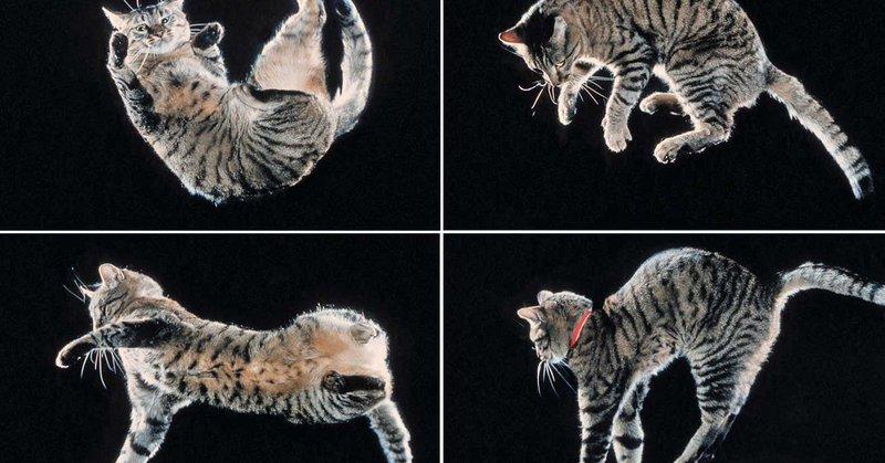 Shanmukcr7's tweet image. "Did you know cats have a secret to landing on their feet? It's all about their super flexible spine, which lets them twist their body in mid-air for a purr-fectly safe landing! Read more: newscientist.com/articl...

#FelinePhysics #CatScience #AnimalAdaptations #FurryFlexibility