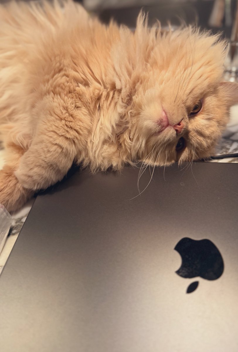 Nuts坚果 tweet media