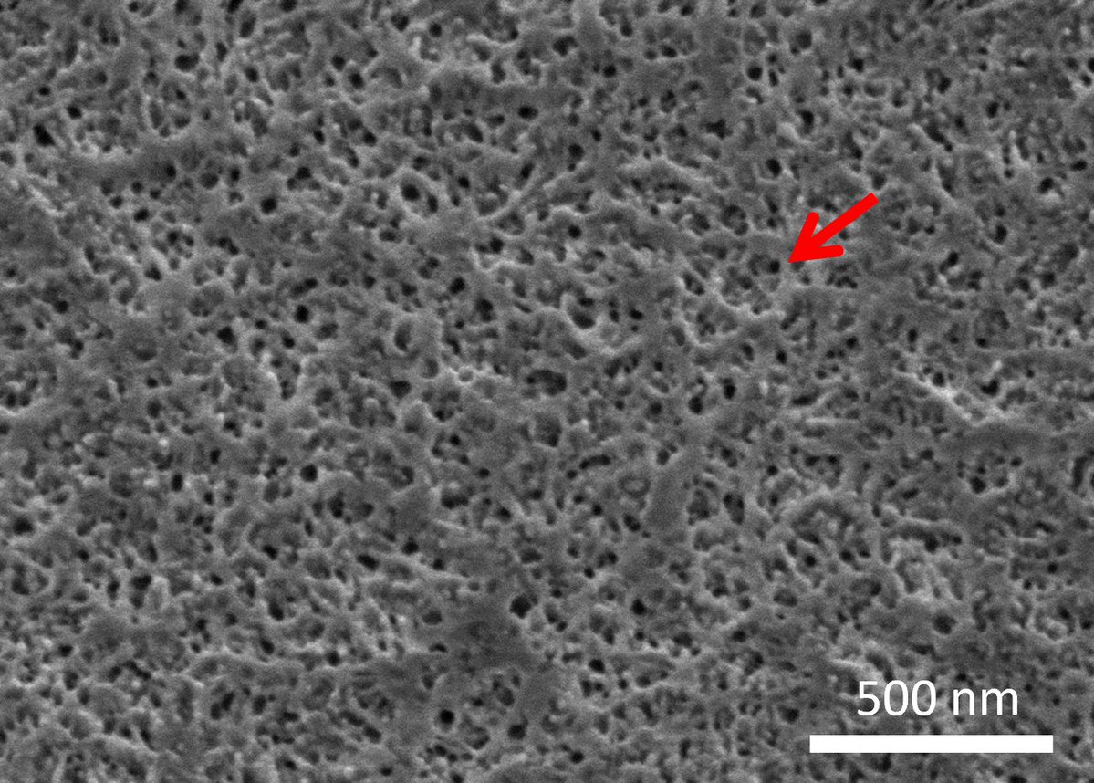 Hitachi Electron Microscope tweet media