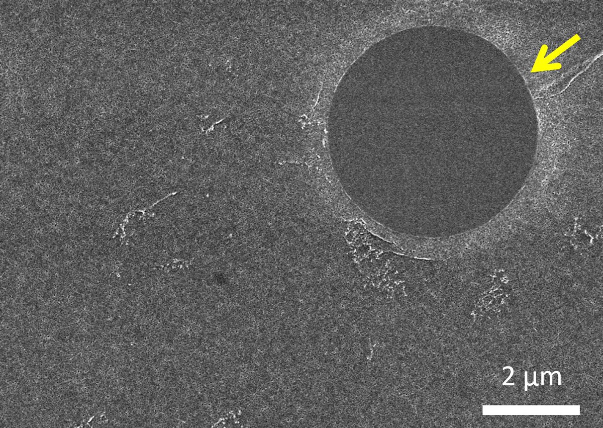 Hitachi Electron Microscope tweet media