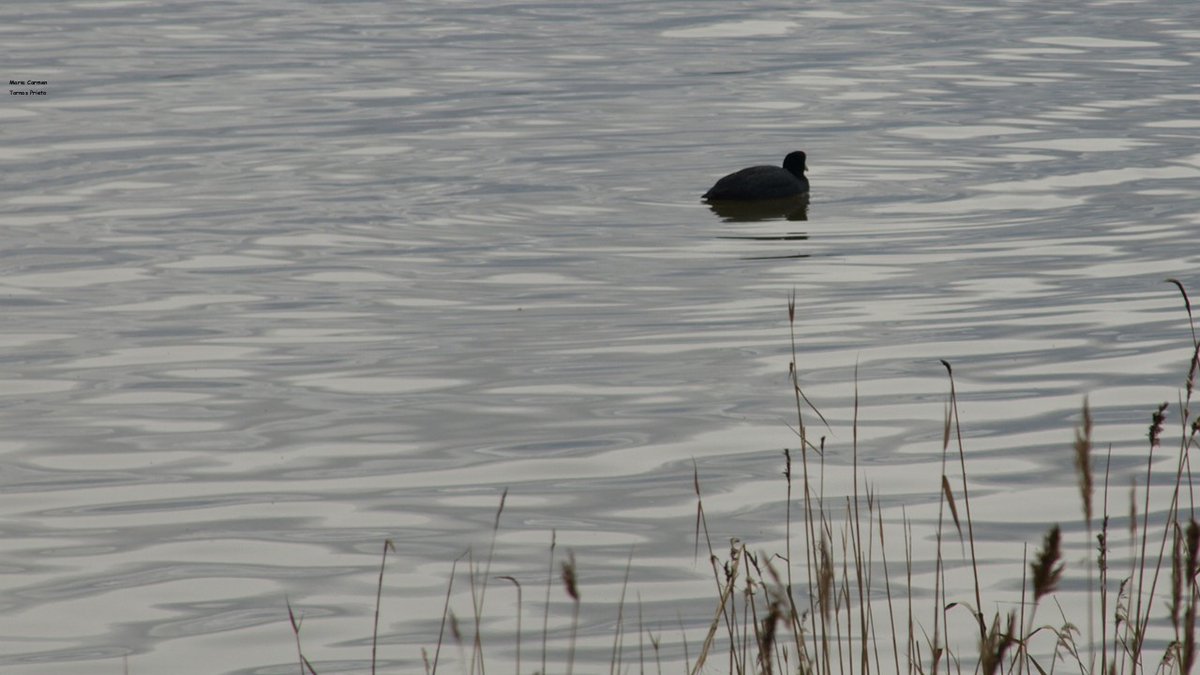 Temperatura 🌡 a las 4h  -1.3°
Temperatura 🌡 a las 8h  0.7°
Temperatura 🌡 a las 9h  4.4°
Buen y feliz día para todos.
#lagunaDeGallocanta 
Lunes 16 de marzo 2026