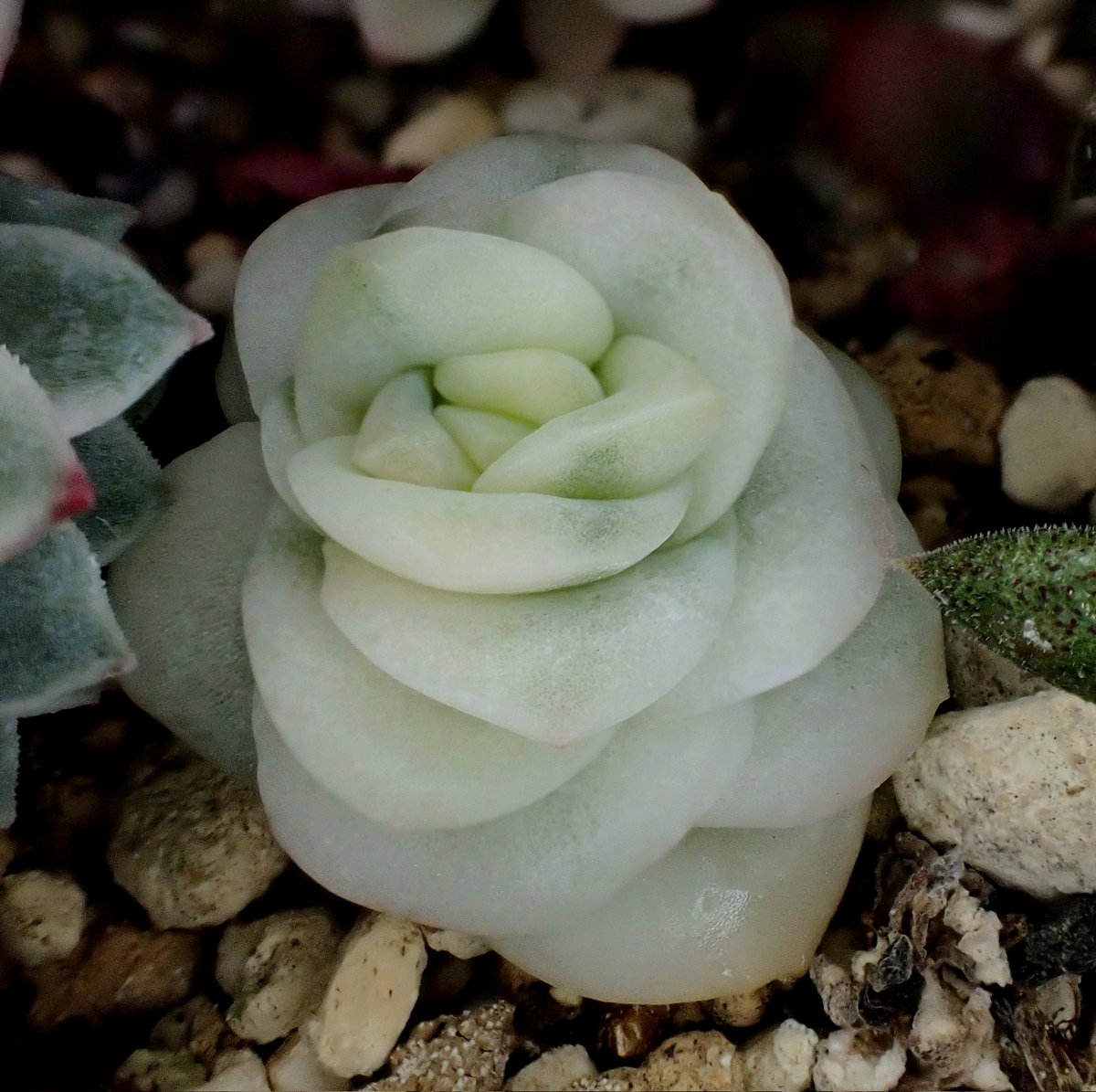 タクソン🐻 tweet media