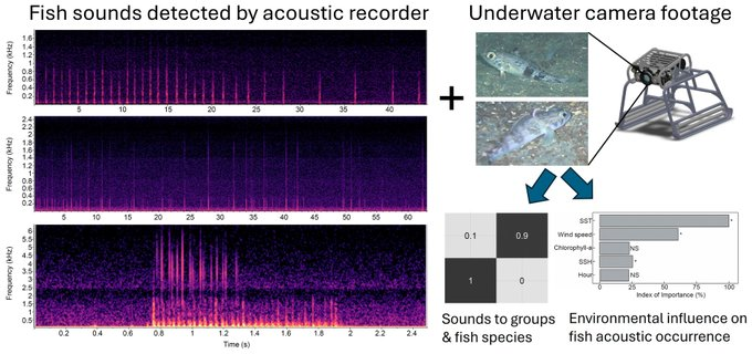 SANCORcommunity's tweet photo. ✨🎵Scientists have recorded fish sounds in the #SouthernOcean for the first time ever, showing they call most during breeding season🐟❄️
https://t.co/AO8JaLqd4H
Paper by Dr Fannie Shabangu et al
@environmentza @MRI_Whale_Unit @Saeonews @CMR_MandelaUni @NRF_SAIAB #bioacoustics https://t.co/Z6YhXFoCbW
