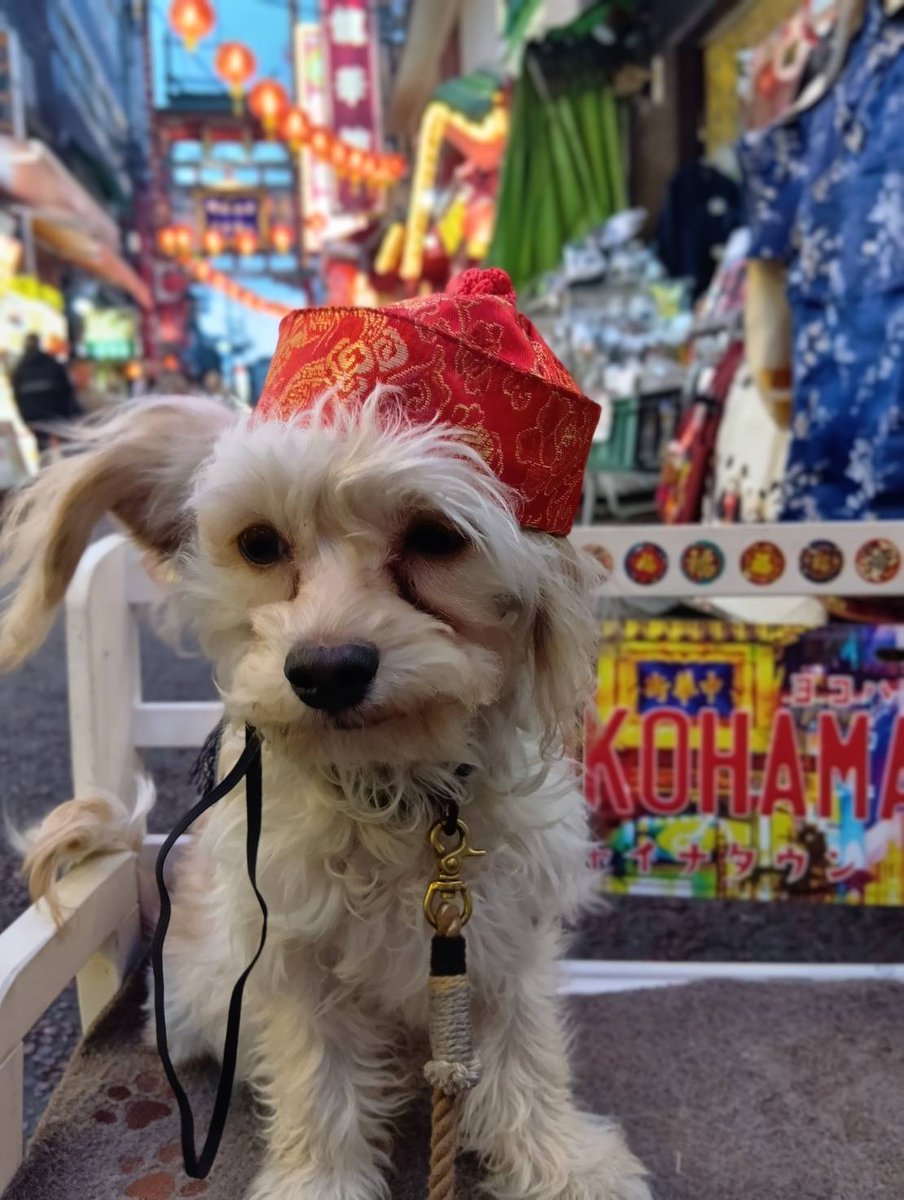 RIKI🐕〖横浜ジャパンクラブ富士〗の中の人 tweet media