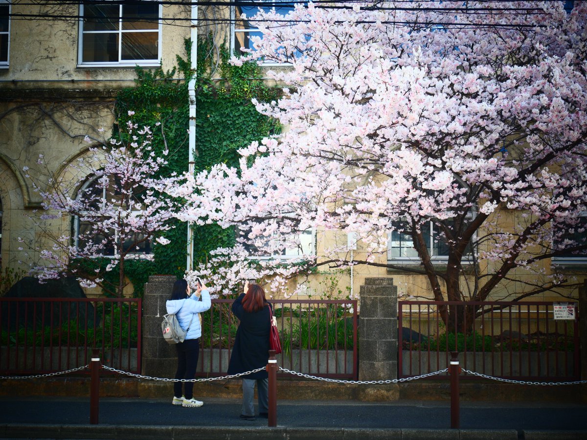 MorimotoMorito's tweet photo. 早咲きの桜が満開──。京都市下京区 https://t.co/IzsQmt0zM2