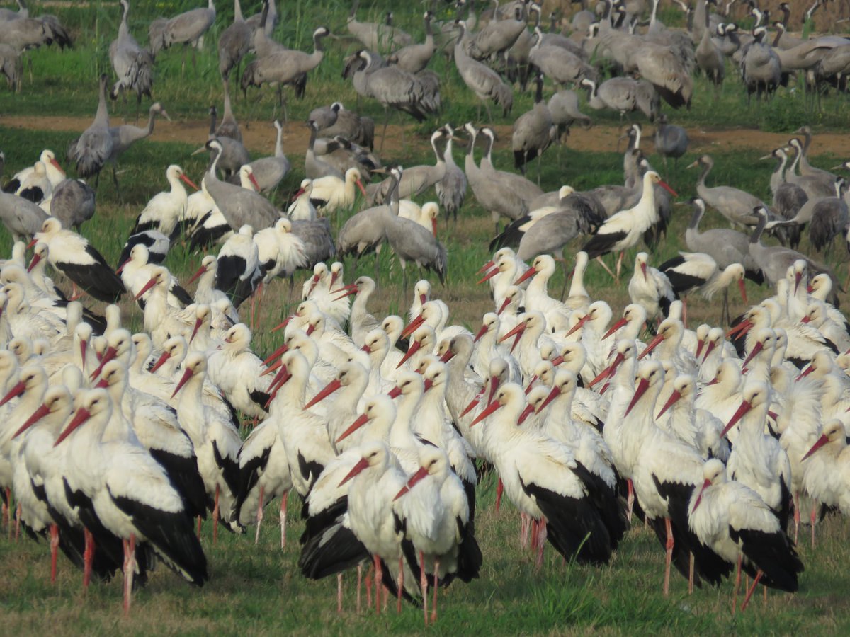 Guy Cotev גיא קוטב tweet media