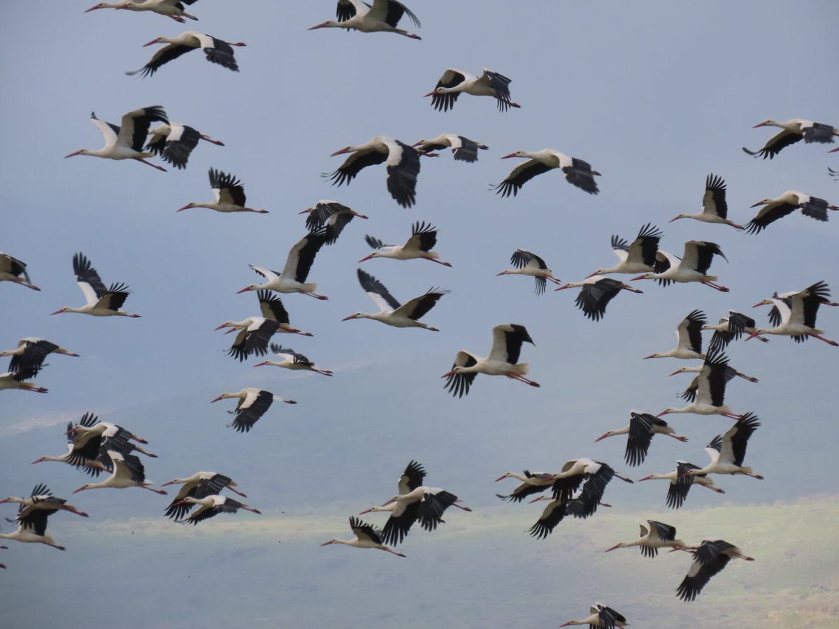 Guy Cotev גיא קוטב tweet media