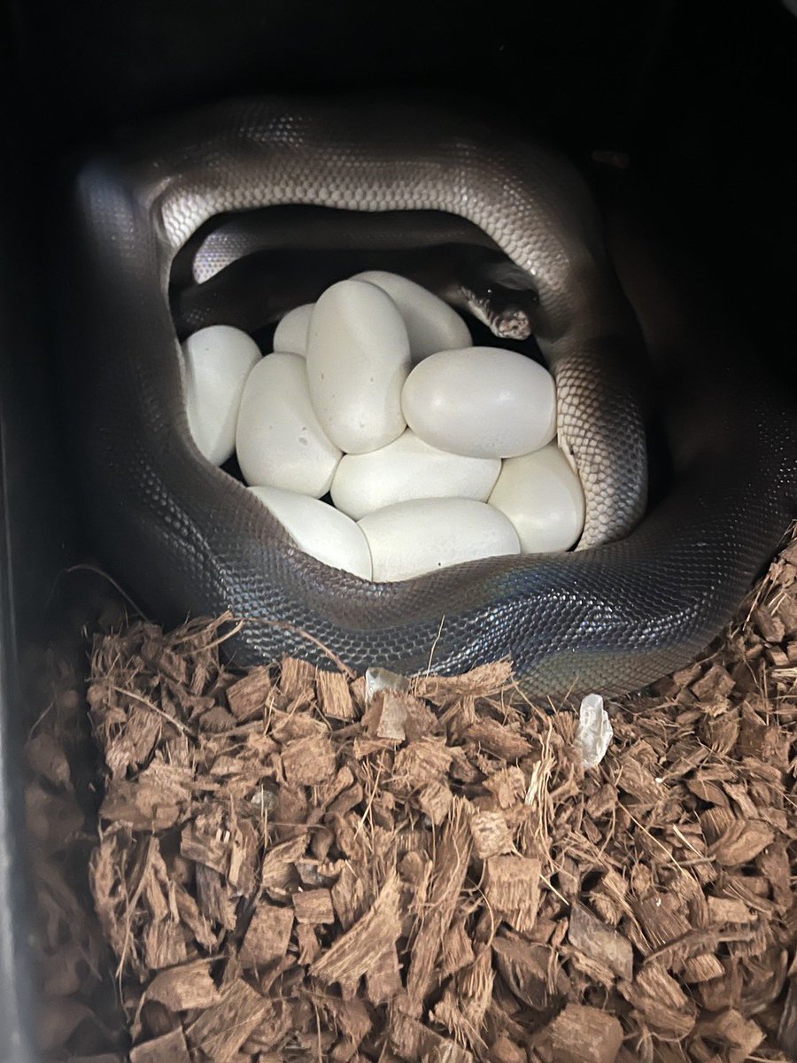 Mikage Pythons tweet media