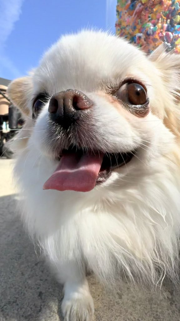 トムとエレン tweet media