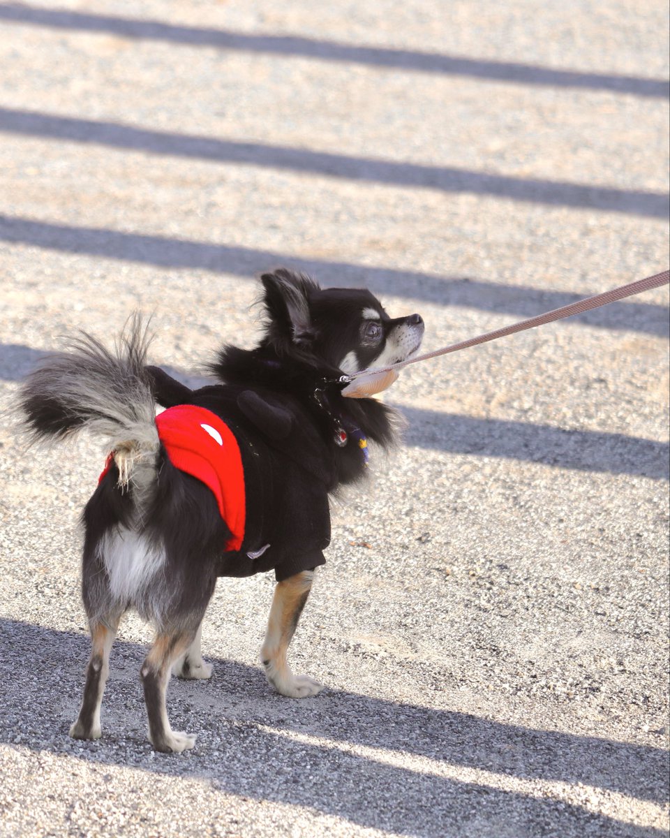 チワワのウルくん tweet media