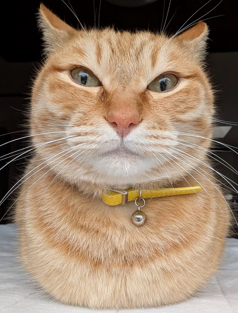 ぷりんちゃん𝕏 tweet media