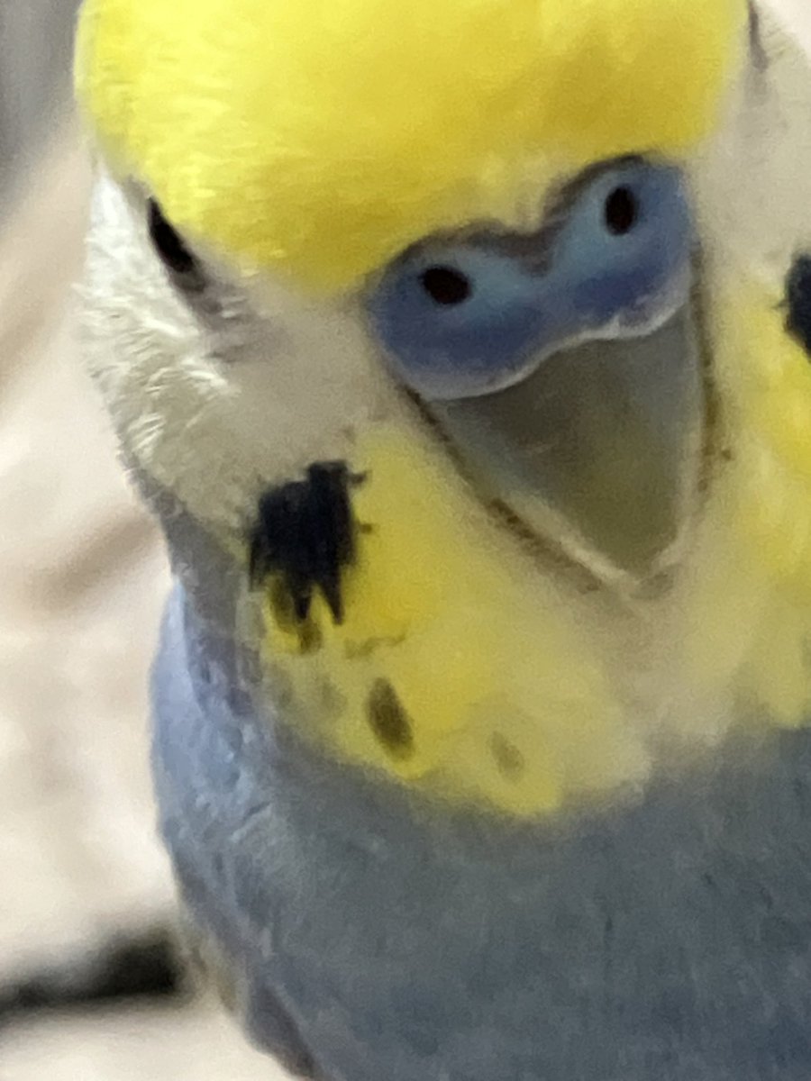 ふーちゃんとすーちゃんの顔黄色いチャンネル tweet media