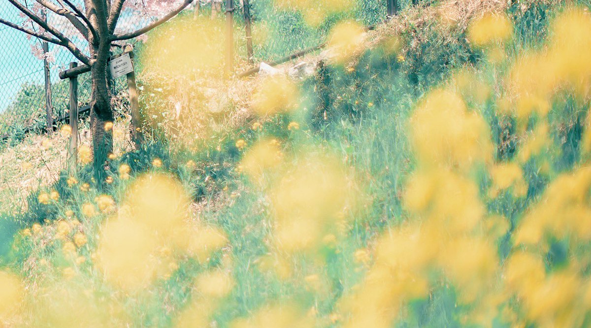 noco｜花の写真家 tweet media