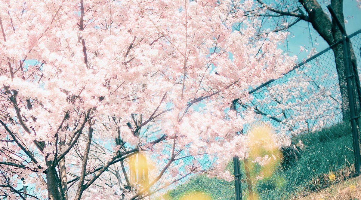 noco｜花の写真家 tweet media