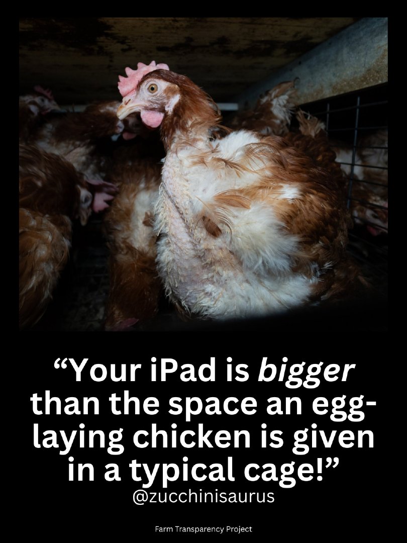 teamveganfta's tweet image. Can you imagine living your entire life in a space like this? 💔

👉 Want to go vegan for the animals? 🙏 Get our FREE Vegan Starter Kit: challenge.veganfta.com/starter_kit 🌱

💬: @zucchinisaurus 
📸: farmtransparencyproject (IG)

#eggs #chickens #animalwelfare