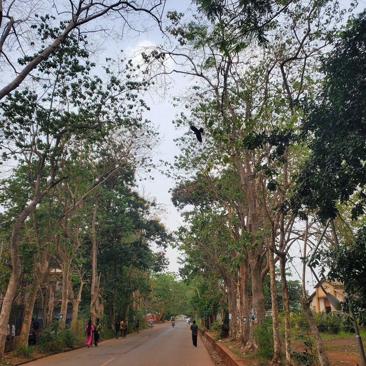 Collins C. Uzuegbu tweet media