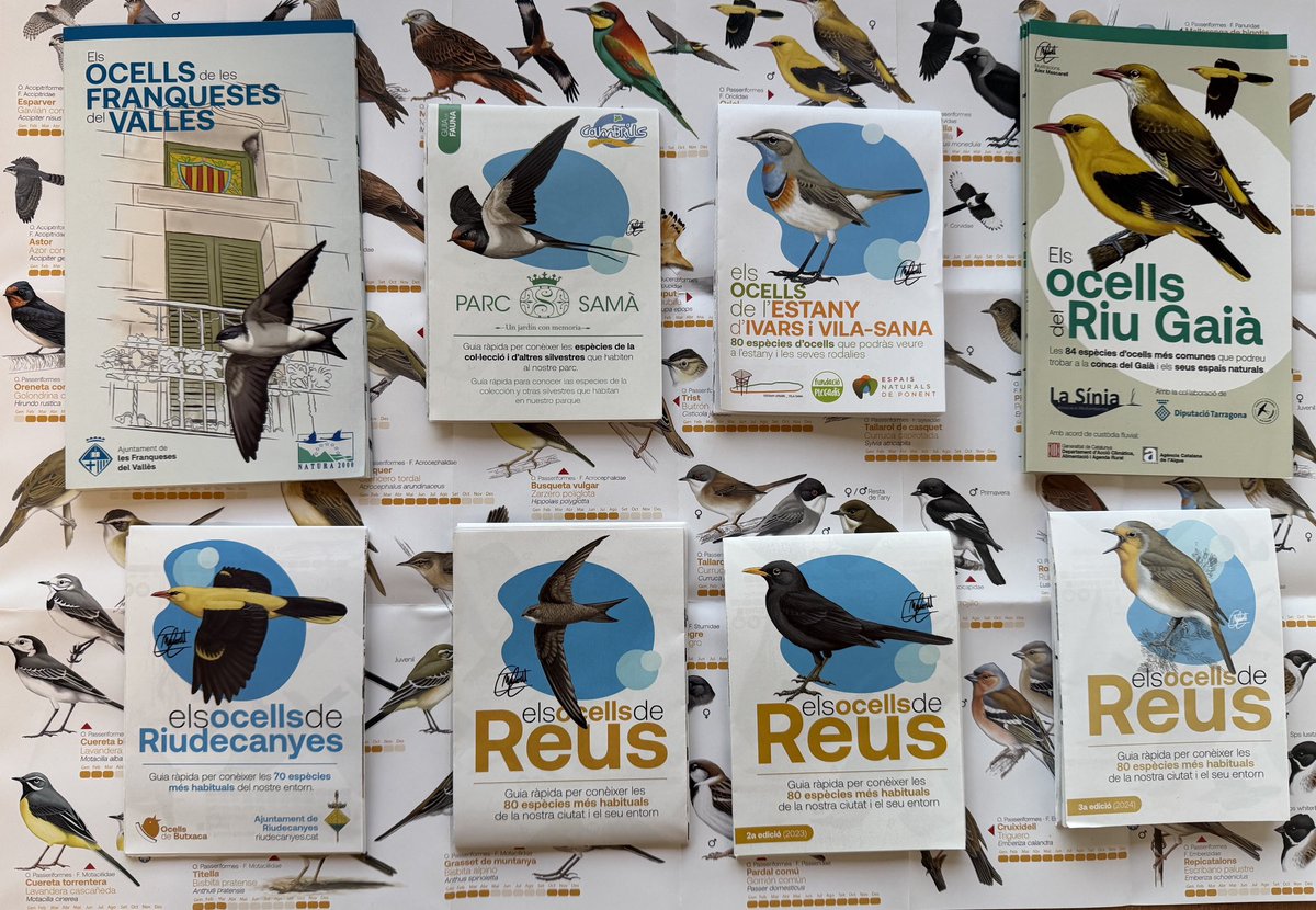 Birding Catalunya tweet media