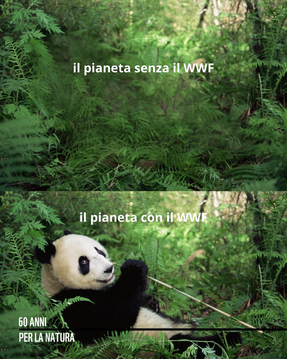 WWFitalia's tweet photo. Oggi #16marzo è la giornata mondiale del #panda 
#InternationalPandaDay 
Non solo un illustre rappresentante della famiglia degli ursidi, ma una vera e propria icona della #natura minacciata
Ci accompagna nel nostro cammino da 65 anni
👇
https://t.co/VGBIN44oBN https://t.co/7evbzozvst