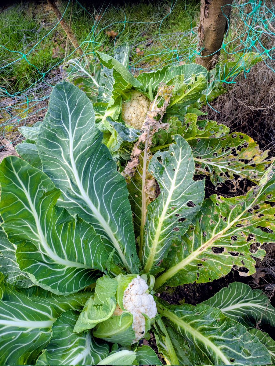 Guy Barter tweet media