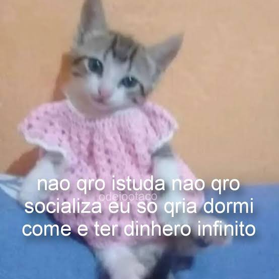 perfil dedicado a gatinhos e peitos tweet media