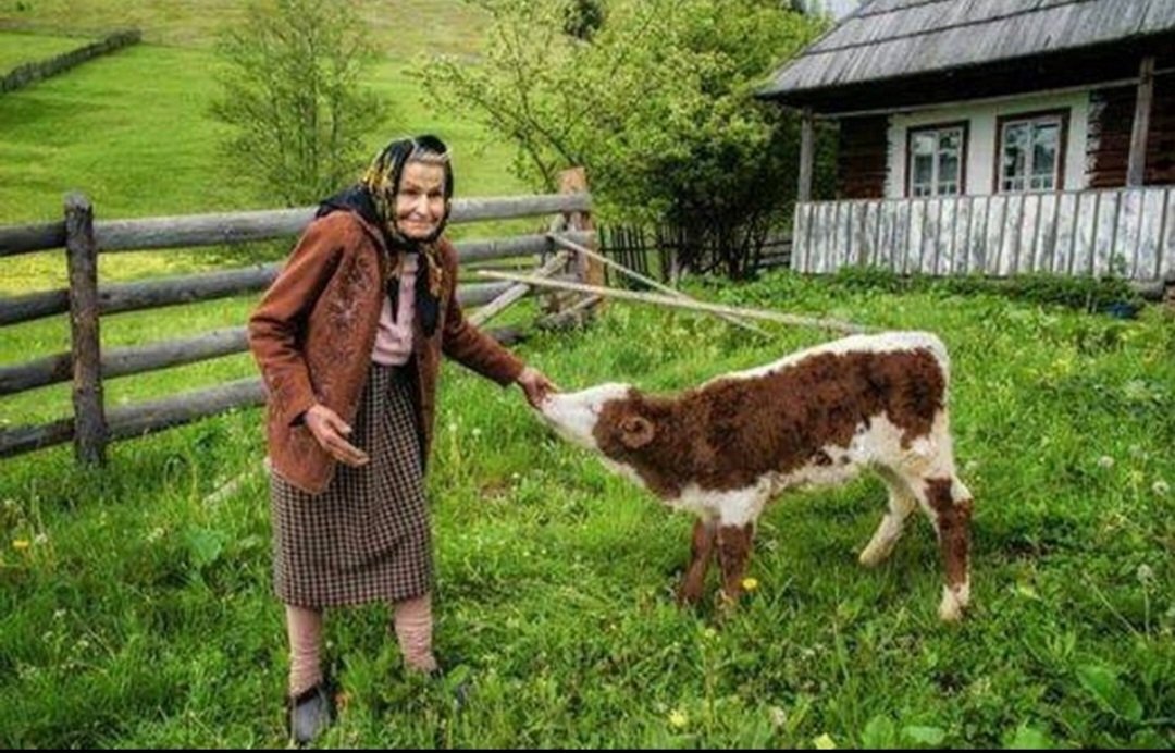 Svaki seljak za sebe zadrži najbolje tele,a ona slabija prodaje drugima.A šta mi radimo?Mi 10 najboljih đaka matematičke gimnazije dajemo Englezima,a za sebe zadržimo 7 rijaliti zvezda.
          Miodrag Zec,profesor ekonomije.
