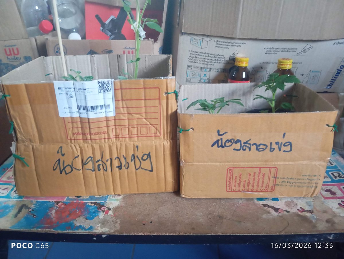 ถึงเวลาล่ะ เอาต้นกล้ามะเขือเทศ สายพันธุ์ต่างประเทศ ออกไปส่งลูกค้าในตลาดปากช่อง 
มะเขือเทศ 4 สายพันธุ์ รวม 9 ต้น สนนราคา 375 บาท 
รายรับแรกของวันนี้เลย อากาศก็ร้อน ผักก็ปลูกยาก ลูกค้าผักปากช่องก็เงียบกันอีก ยังไงก็ต้องขอบคุณผู้มีอุปการะคุณรายนี้ ที่สั่งต้นกล้ามะเขือเทศนะครับ