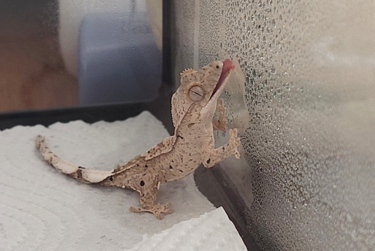 くろだ tweet media