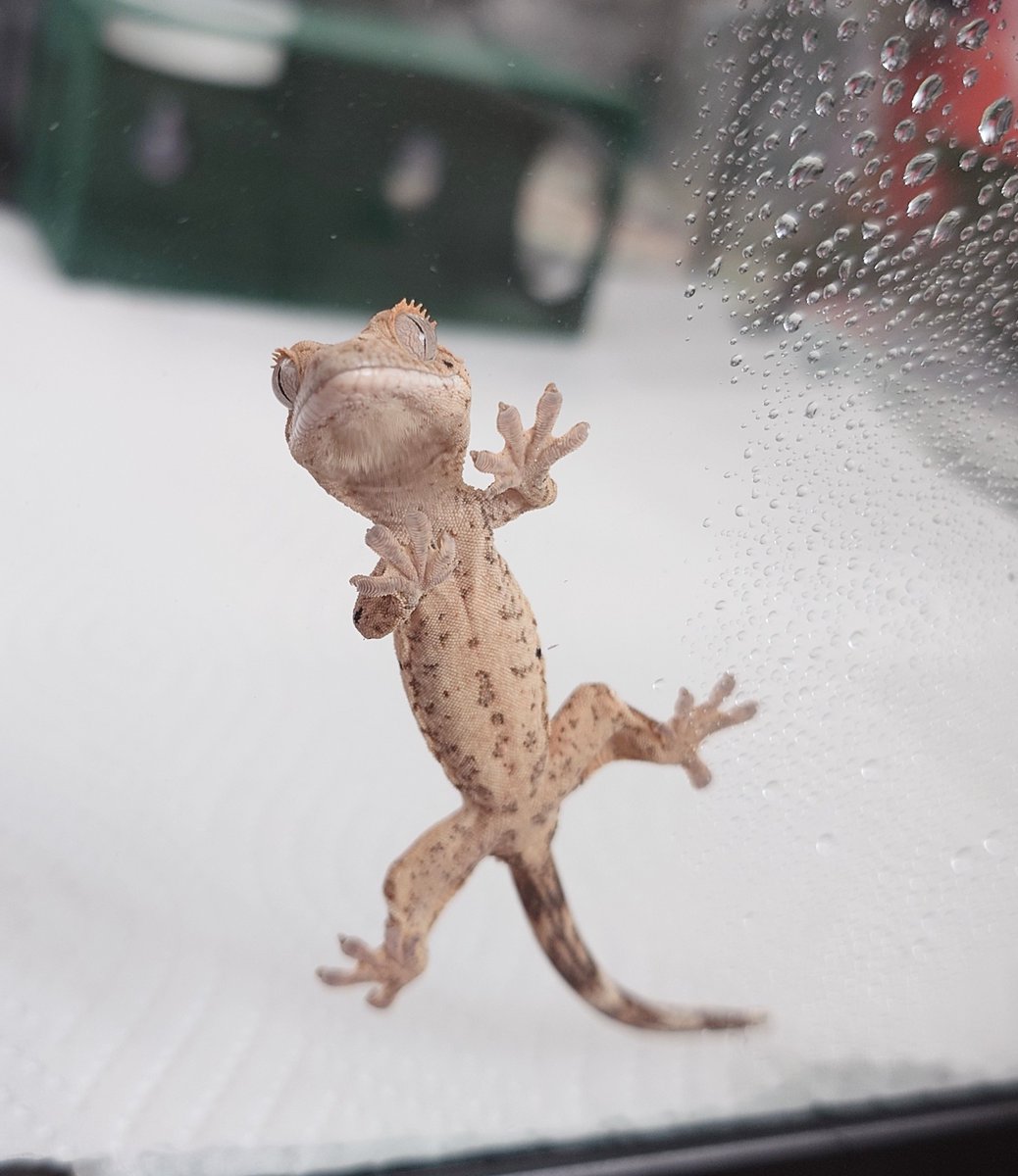 くろだ tweet media