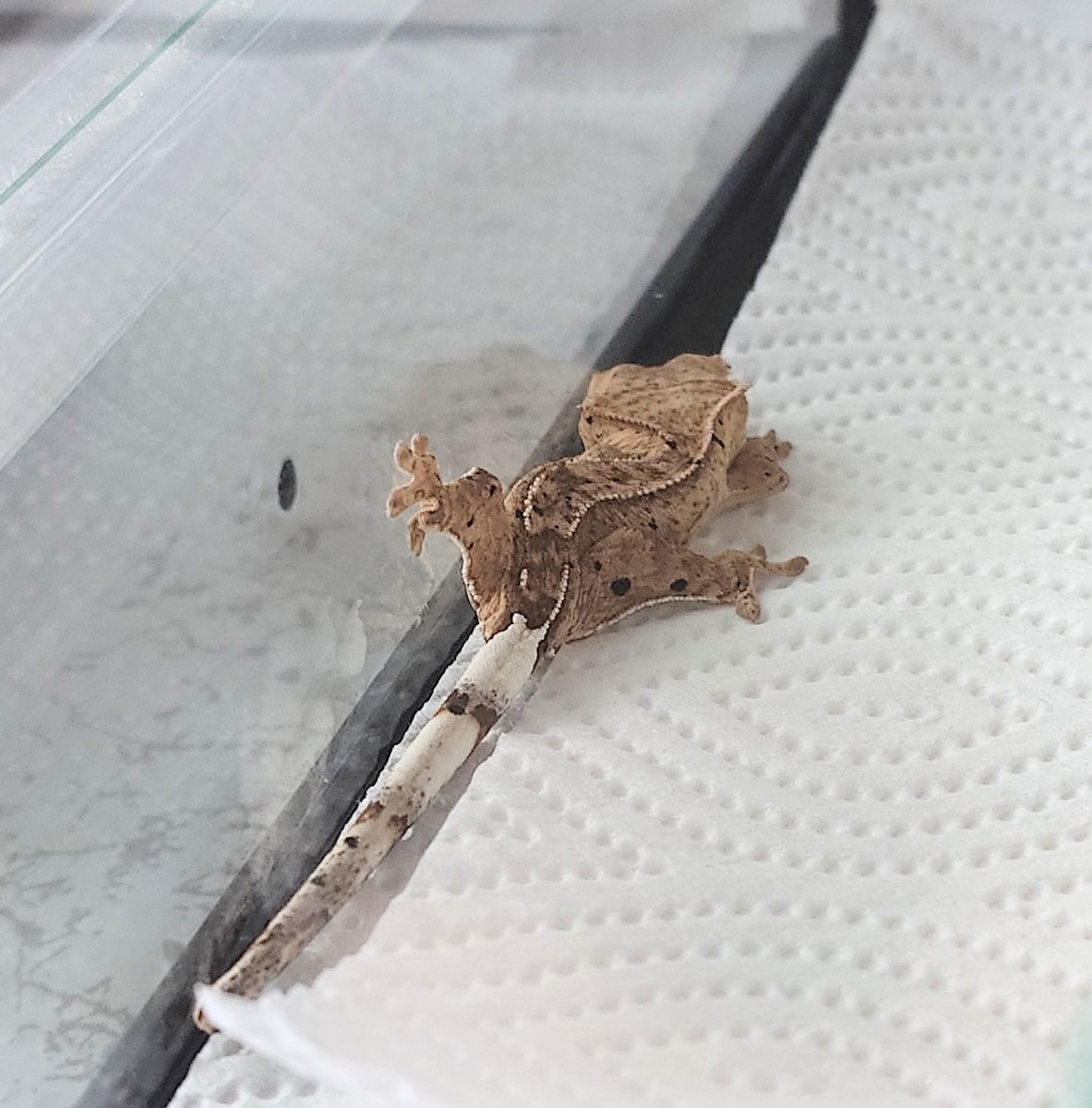 くろだ tweet media