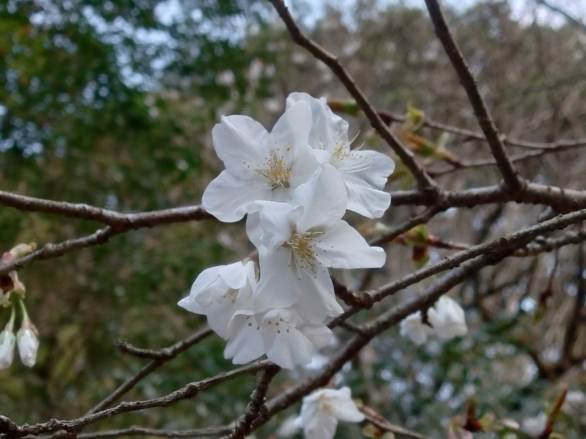 ユスギ tweet media