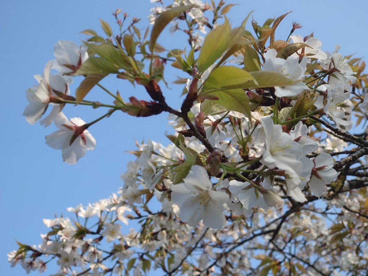 ユスギ tweet media