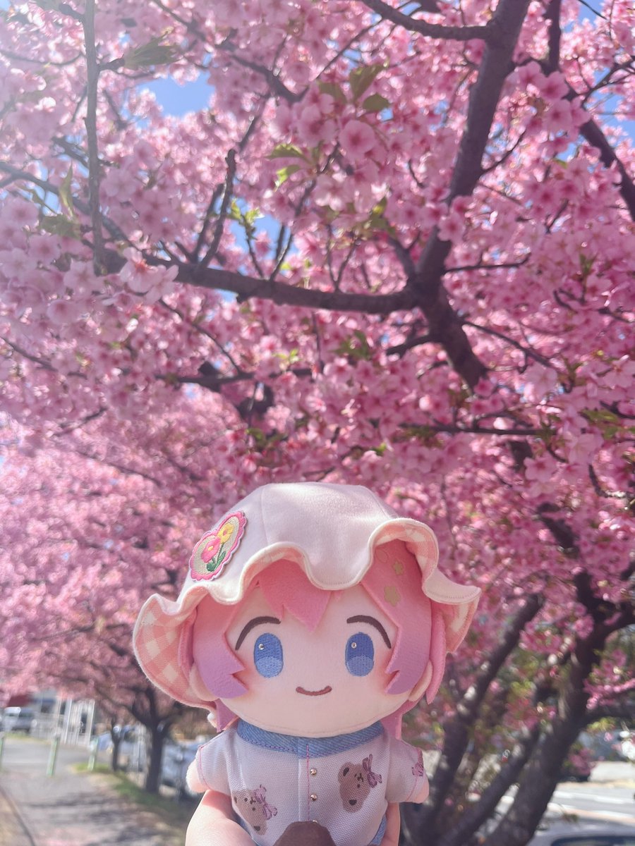 ttcc_22's tweet photo. ︎ ︎ ︎ ︎ ︎ ︎
はるうららですね🌸🍃𖧧𓂃˖₊⊹
　　　　　　　　　　　　　　　#桜刀剣男士 https://t.co/BsD31juXsA
