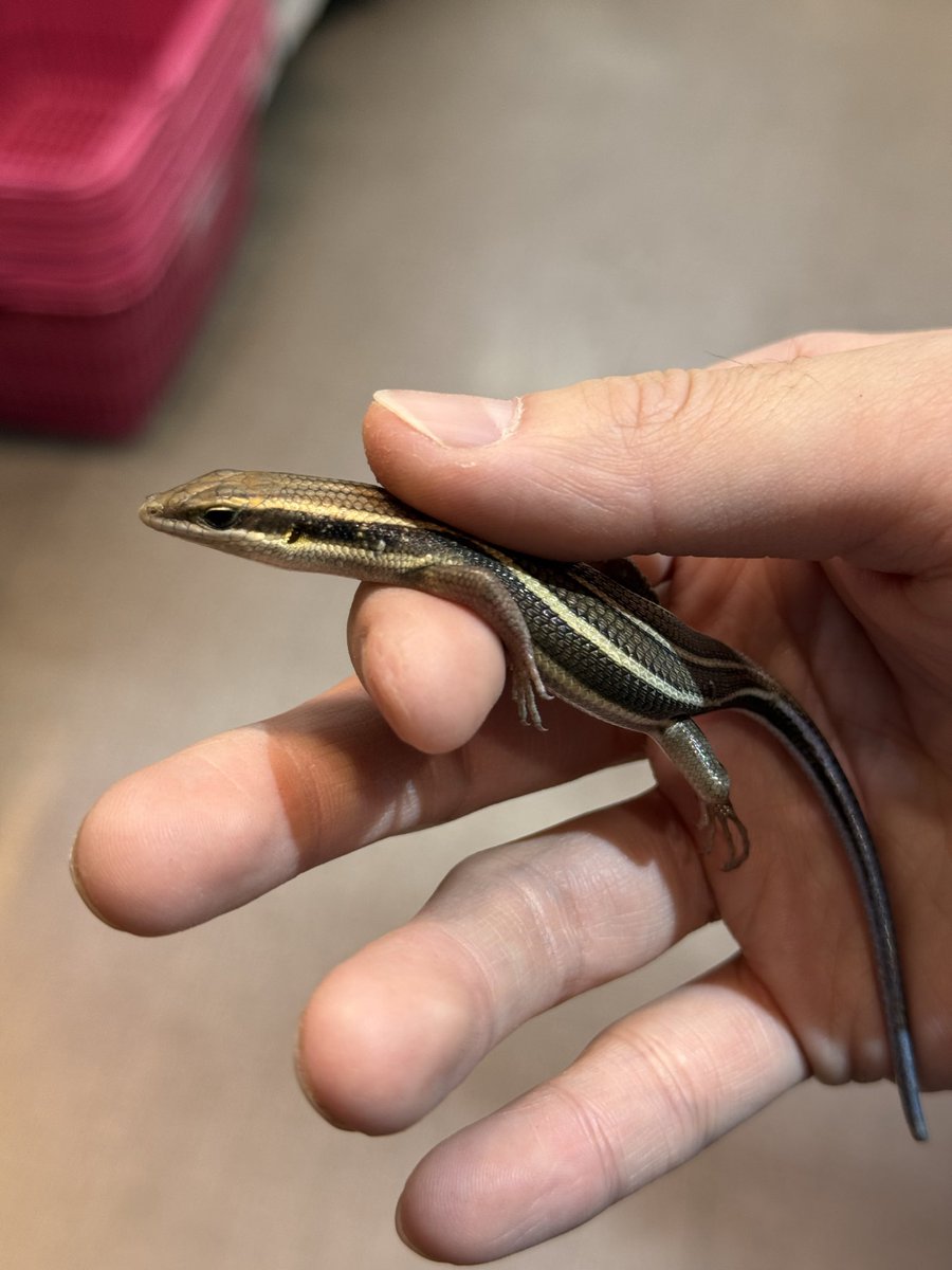 Dips_sengawa's tweet photo. 🦎 新入荷情報

🦎 パラシュートゲッコー（クーリートビヤモリ）
🦎 イツスジマブヤ（ブルーテールマブヤ）

パラシュートゲッコーは体側の皮膜を広げて滑空することで有名な樹上性ヤモリ🌿✨
イツスジマブヤは鮮やかなブルーテールが特徴の美しいスキンク💙
ご来店お待ちしております😋
 #Dips仙川店 https://t.co/9OcVbOe3Sc