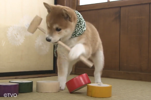 豆助 -Mamesuke- 公式 tweet media