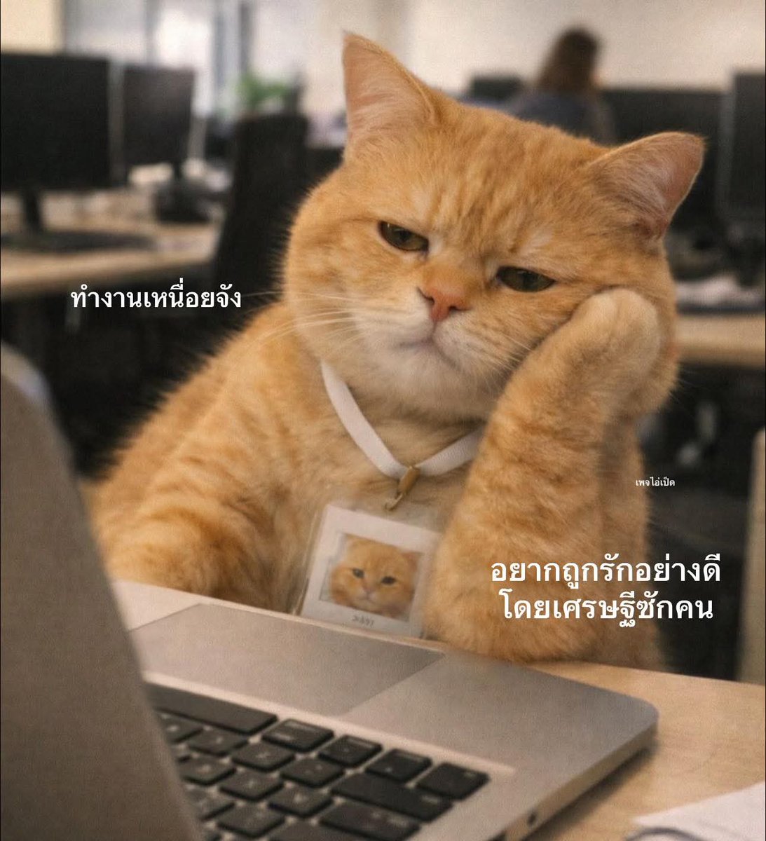 💖เหยาเม่ย🌷 tweet media