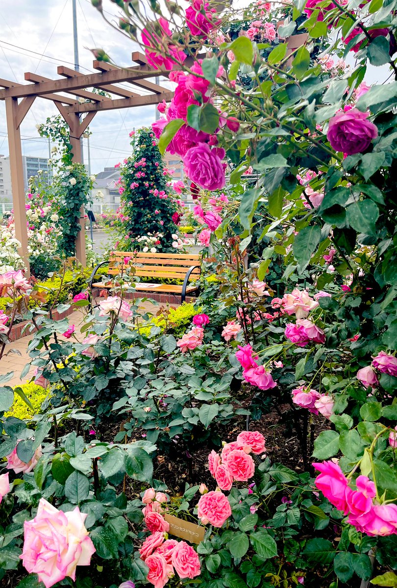 スタジオ ルシエル tweet media