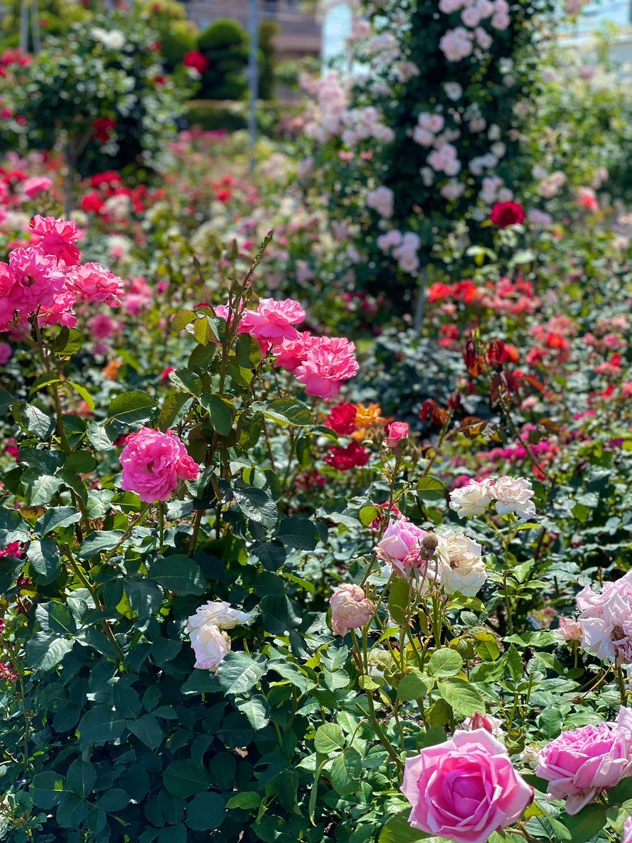 スタジオ ルシエル tweet media