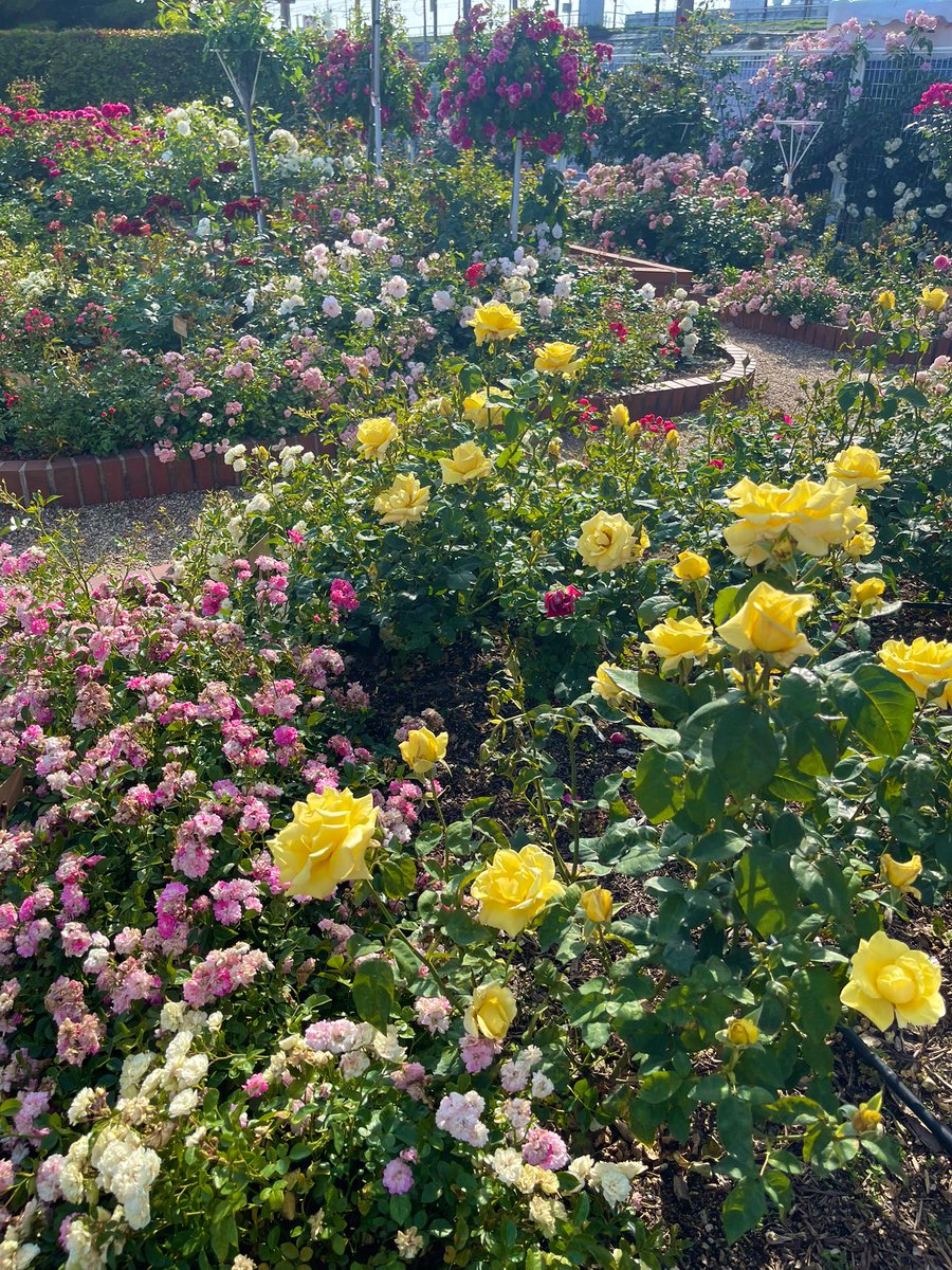 スタジオ ルシエル tweet media