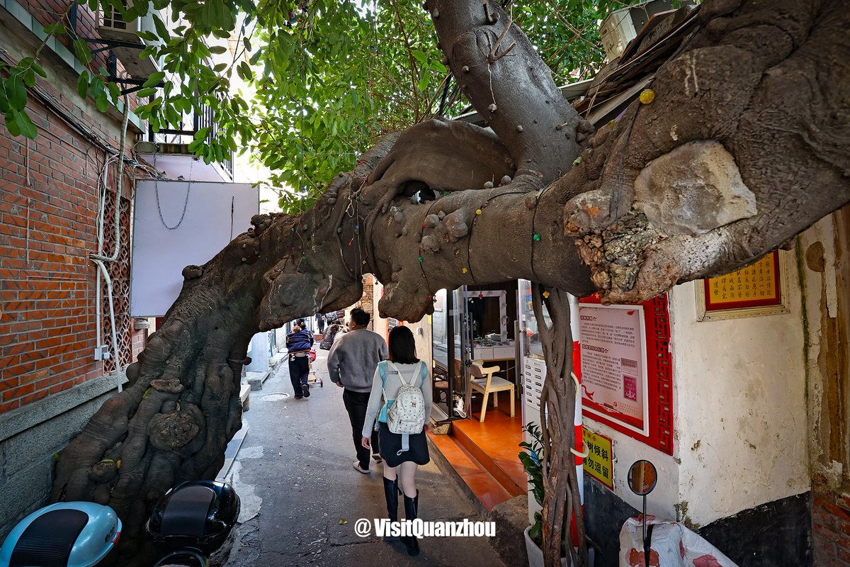 VisitQuanzhou's tweet photo. Ancient #banyan trees hide in Quanzhou's temples and alleys, twisting through centuries of urban memories and recording its great changes like living sculptures.
#quanzhou #citywalk #oldtrees #oldcitycharm #hiddengem https://t.co/Np4ILpUNo7