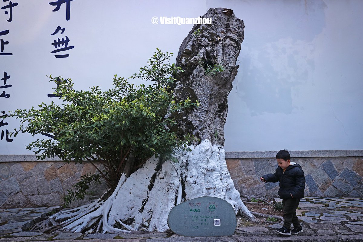 VisitQuanzhou's tweet photo. Ancient #banyan trees hide in Quanzhou's temples and alleys, twisting through centuries of urban memories and recording its great changes like living sculptures.
#quanzhou #citywalk #oldtrees #oldcitycharm #hiddengem https://t.co/Np4ILpUNo7