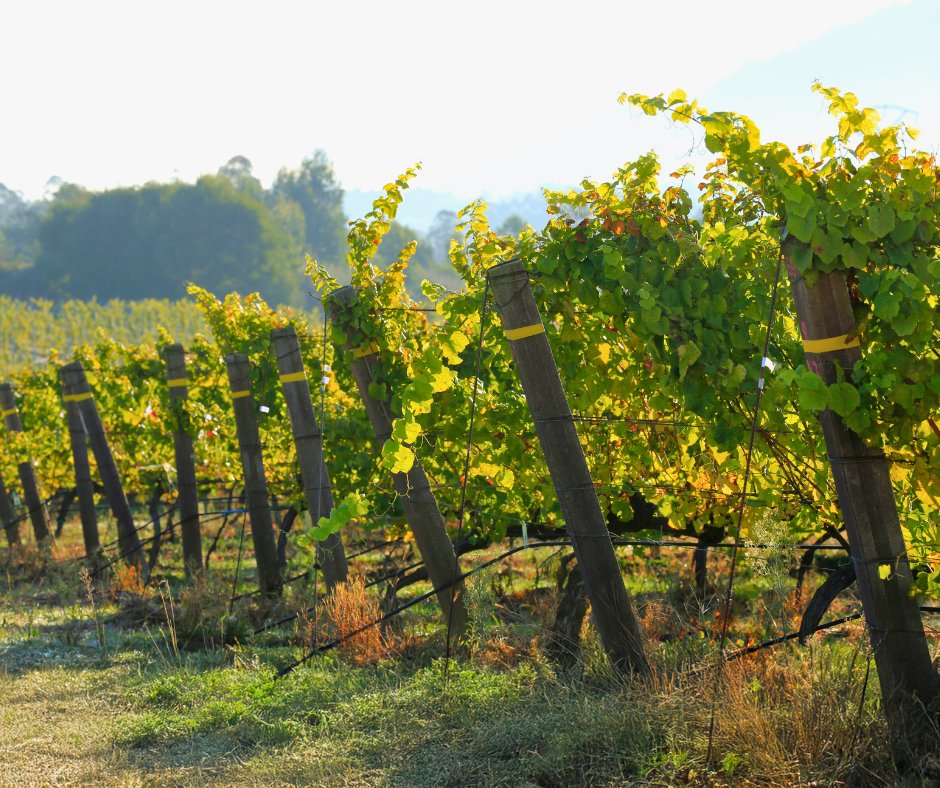 BODEGAS TERRAS GAUDA tweet media