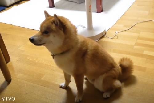 豆助 -Mamesuke- 公式 tweet media