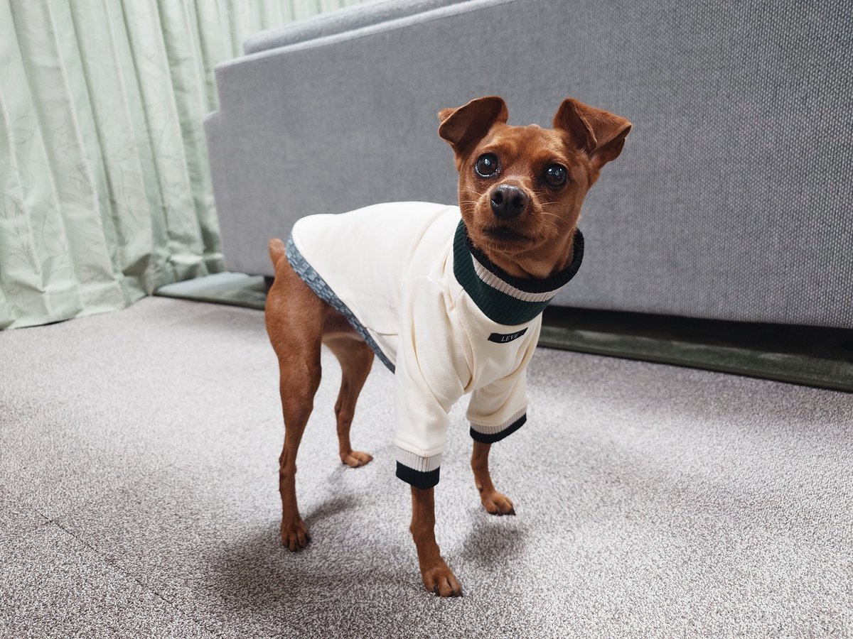 minipin_leon's tweet photo. 昨日買った新しい洋服はピッタリでしたー
さすがミニピン看板犬のいるお店です♡ https://t.co/dFIOddTZDZ