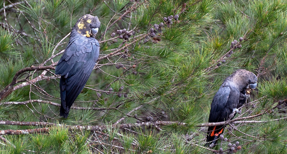 Peter Godfrey-Smith tweet media