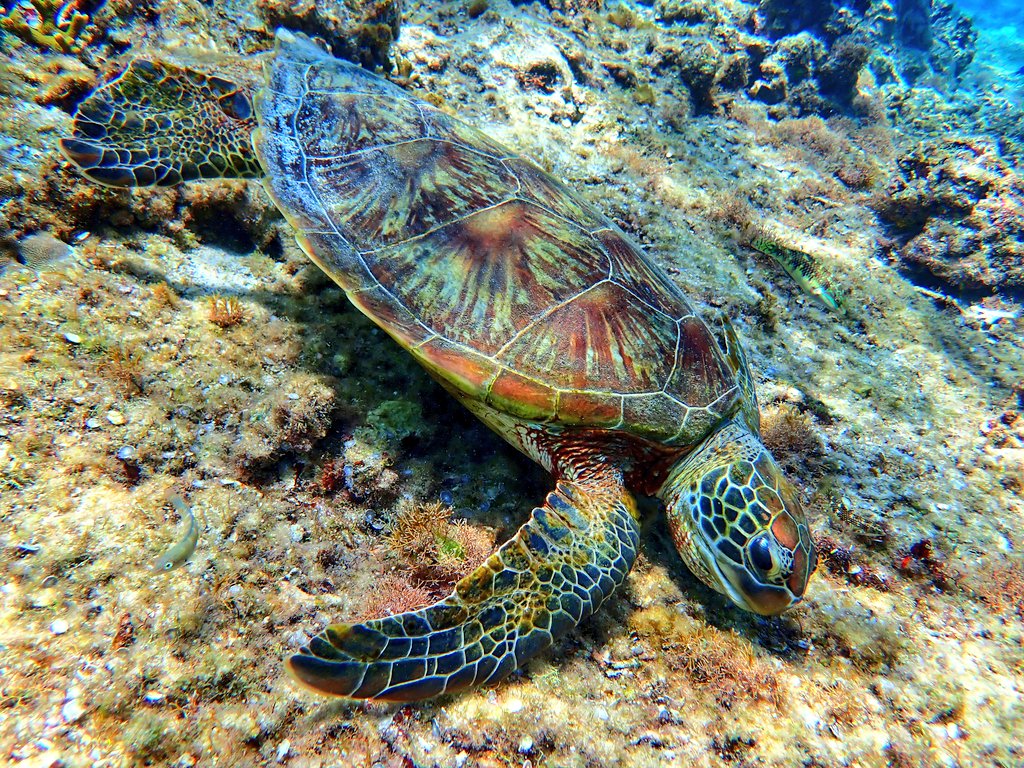 hermitcrab385's tweet photo. 春休みシーズンですね✨
#宮古島 #シュノーケルツアー #シュノーケルセットレンタル #ウェットスーツレンタル #ハーミットクラブ #春休み #卒業旅行 https://t.co/8S0cE7M92F
