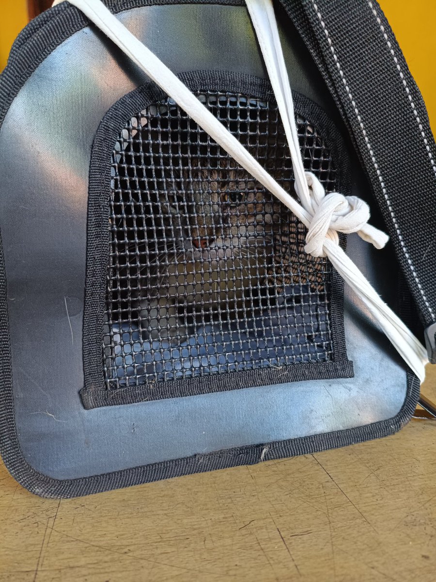 Mba'e piko tweet media