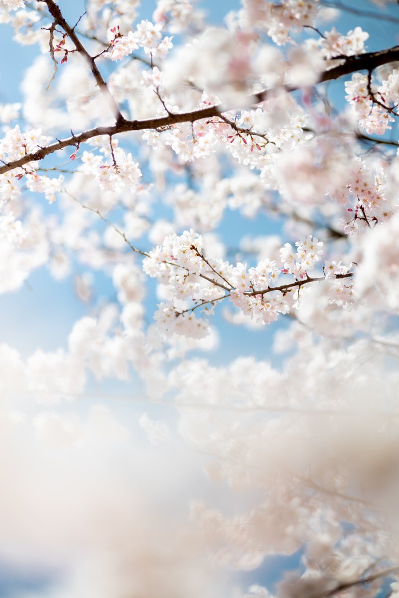 早川 沙奈 tweet media