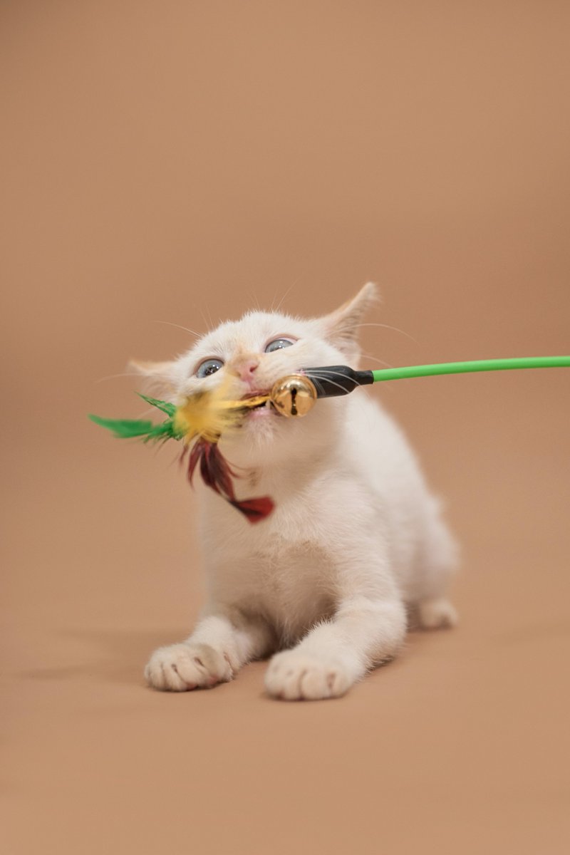 Soi Dog Adoptions tweet media